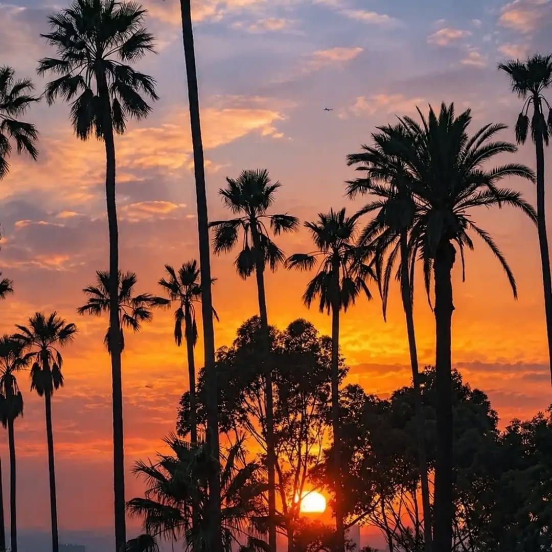 Silhouetted palm trees at sunset